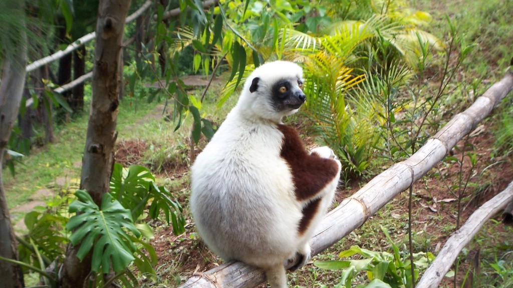 Czy na Madagaskarze występuje żółta febra?